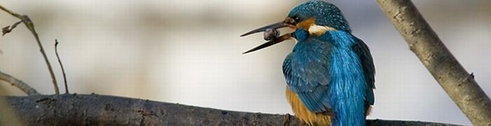 Ijsvogel