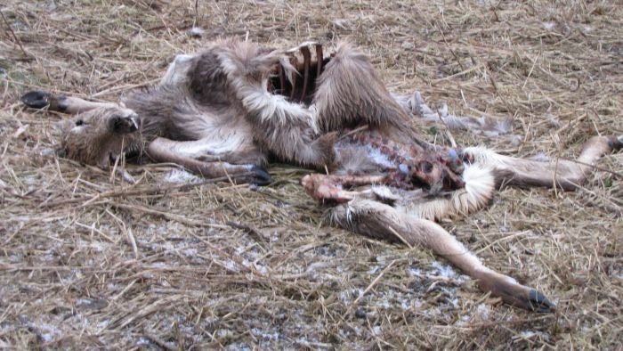 Verhongered hert in de Oostvaardersplassen