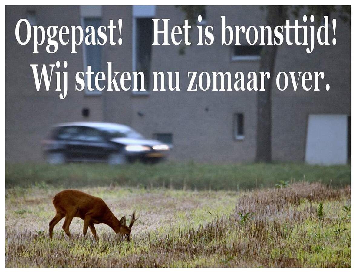 Reebronst, let op in het verkeer