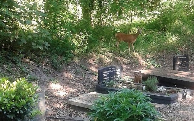 Reegeit met kalf op begraafplaats