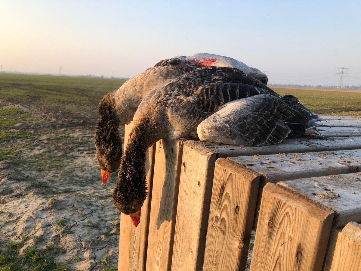 Ganzen op de kuubkist