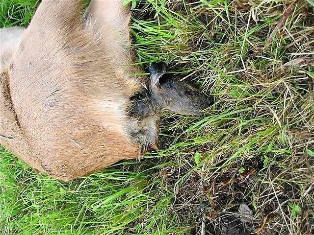 Reekalf klem in geboortekanaal