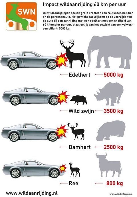 Total-loss wanneer je een ree aanrijdt