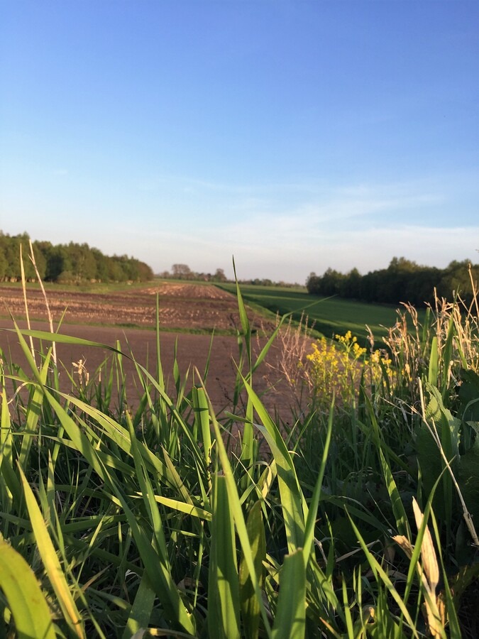 Veld in de weerribben bij Blokzijl