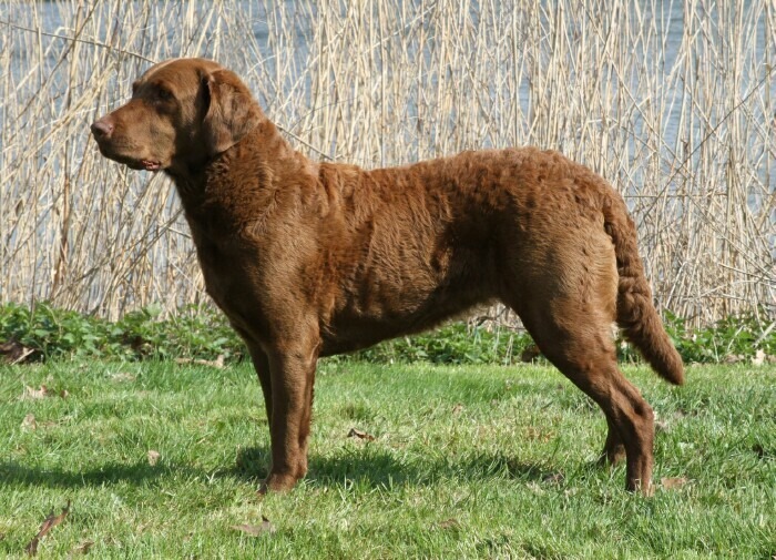 Chesapeake bay retriever