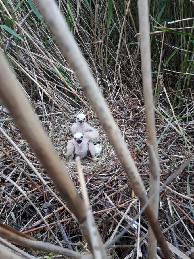 Nest jonge kiekendieven